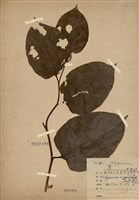 藏品(虎杖(黃藥子))的圖片